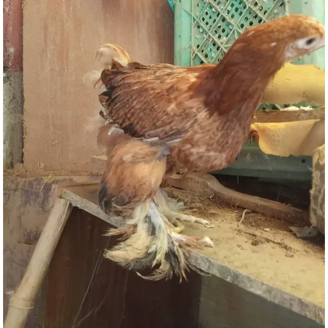 Gallos Gigante De Raza Jersey