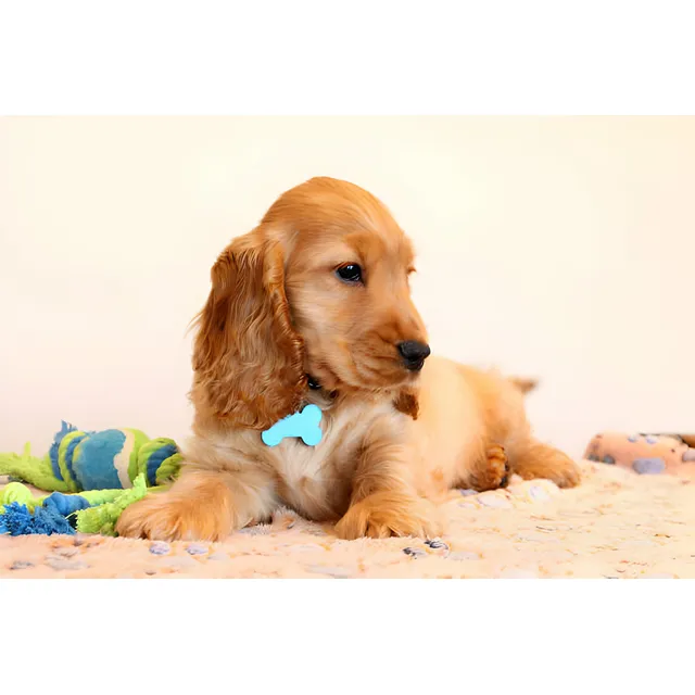 Perros Cocker Spaniel Ingles Dorado Puros Cachorros Bogotá