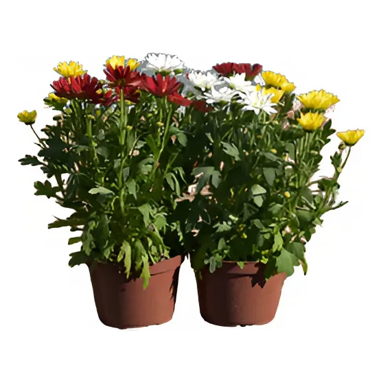 Crisantemo De 3 Colores X4 Oferta Especial