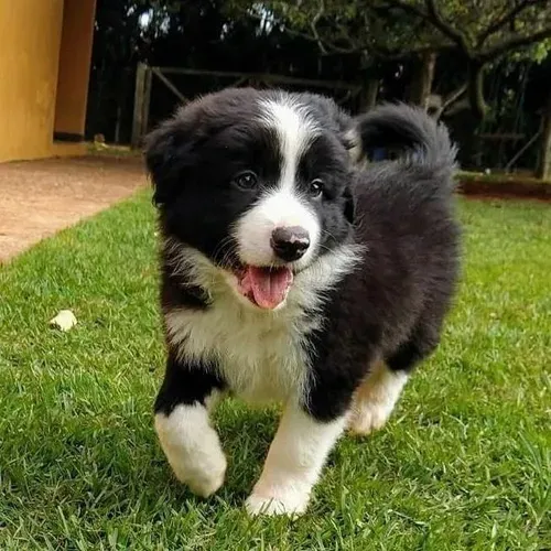 Border Collie Filhotes (havila Filhotes Procurar Por Grazi)