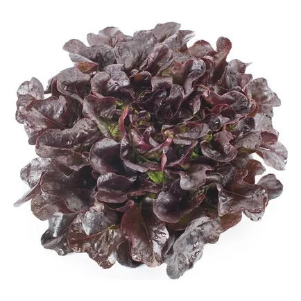 Semilla Lechuga Xandra Rz Salanova