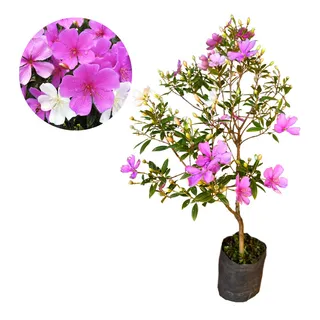 Linda Muda De ManacĂĄ Da Serra AnĂŁo - Ideal Para Jardins Linda Muda De ManacĂĄ Da Serra AnĂŁo - Ideal Para Jardins