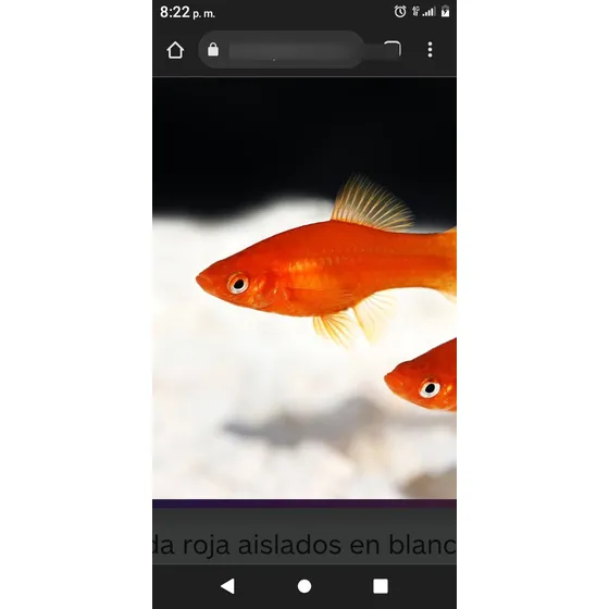 Peces Cola Espada Rojo Fuego