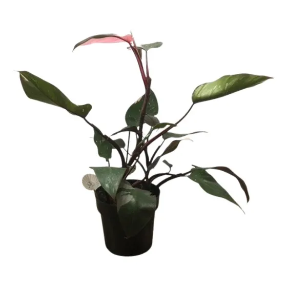 Muda Philodendron Pink Princess