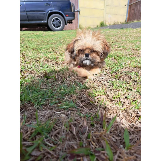 Perro