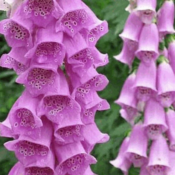 50 Semillas De Foxglove Mix Digitalis Purpurea 