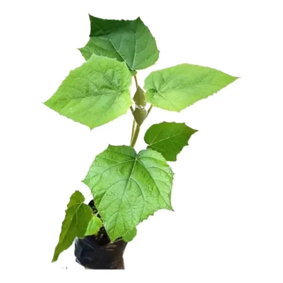 Sobre Para Sembrar O Hacer Bonsai De 25 Arboles Kiri