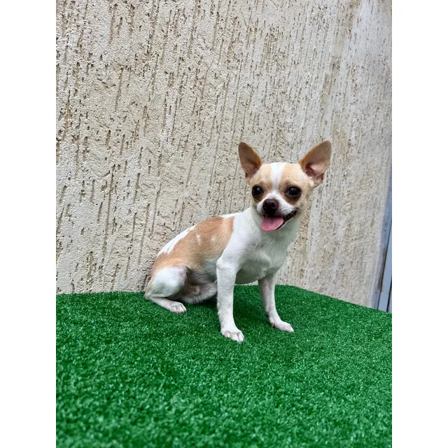 Chihuahua Macho Cabeza De Manzana Para Monta