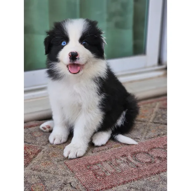 Border Collie Cachorros