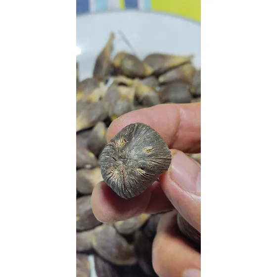 Semillas De Palma Ikin 4 Ojos, Manos De 21 Semillas