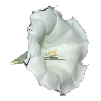 Trombeta Toloatzin Datura Inoxia Sementes Para Mudas