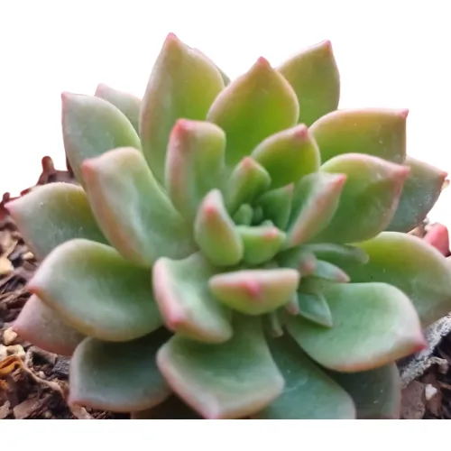 Suculenta Con Forma De Flor - Belleza Natural En Miniatura