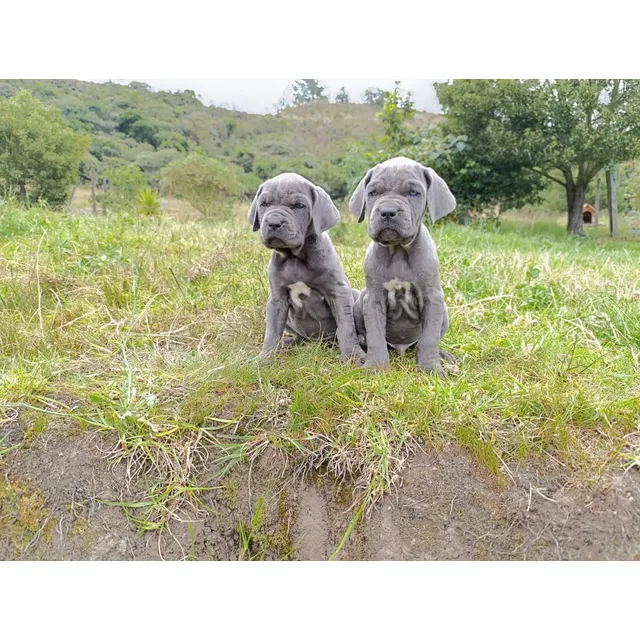 Mastín Napolitano Cachorros Medellin Animal Pets Colombia