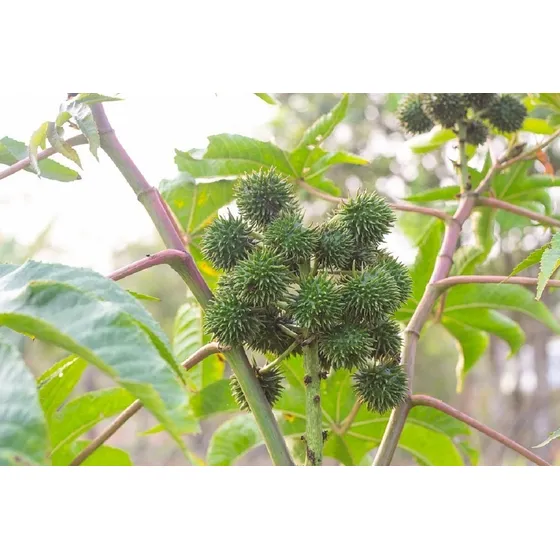Semillas De Ricino Tartago Castor Organicas Ideal Cultivo