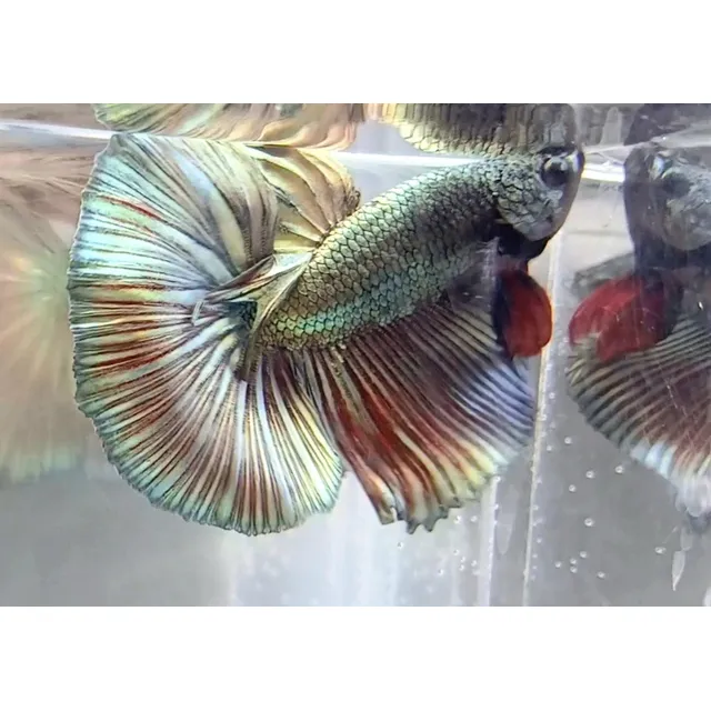 Betta Red Copper Halfmoon