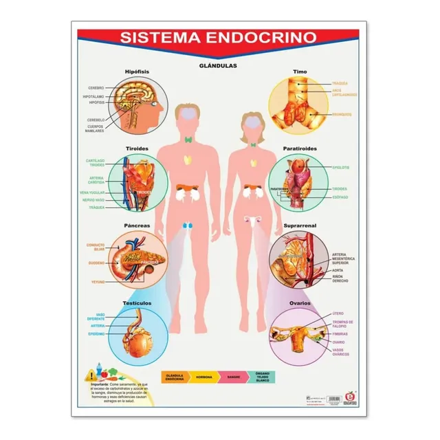 Poster Educativo: Sistema Endocrino