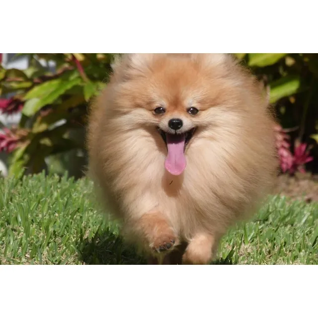  Pomerania Cara De Oso Toy Para Servicio De ( Monta) 