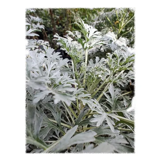 Ajenjo , Hermosa Planta Medicinal .  