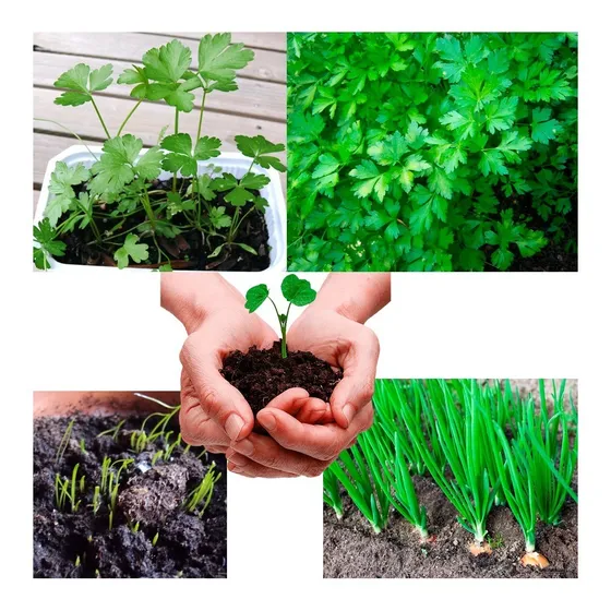 Sementes De Cheiro Verde Para Plantio De Mudas