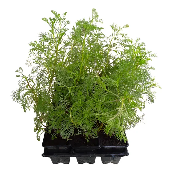 Kit 10 Mudas De Cânfora - Aromatize Seu Lindo Espaço Natural
