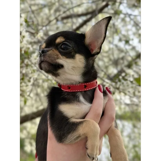 Chihuahua Gordo De Calidad Marrón Oscuro