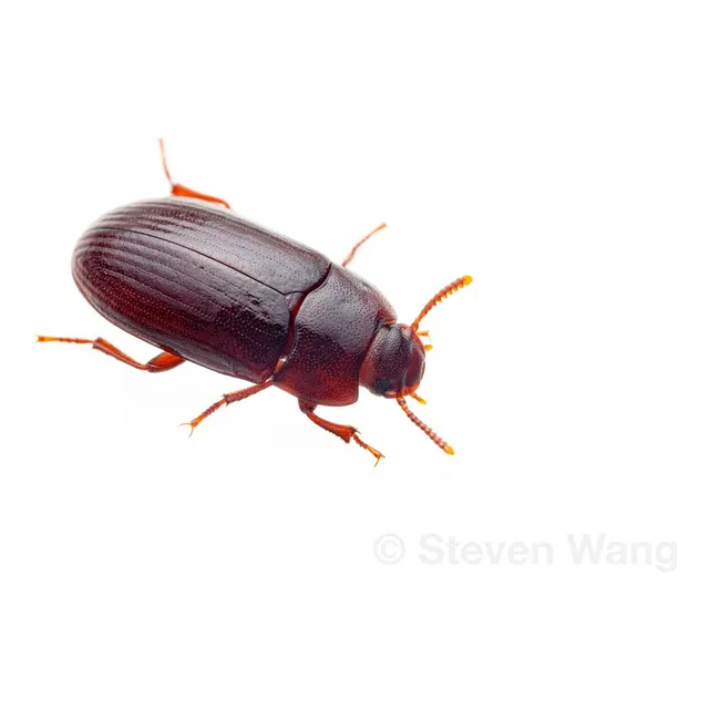 Escarabajo Chino, Gorgojo , Cucarron De Mani