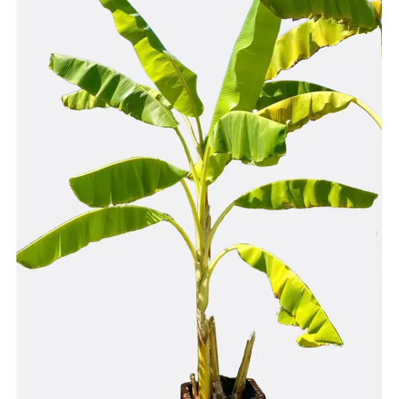 Platáno, Bananero O Musa Paradisiaca
