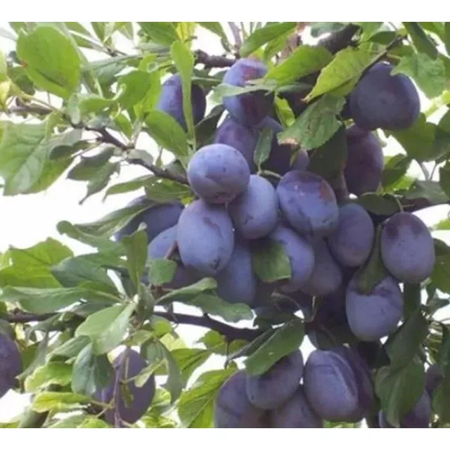 Sementes Ameixa Noz Moscada Frutas Doces E Deliciosas P/muda