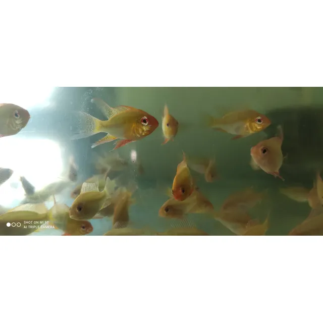 Ramirenzis Gold Velíferos 5 Cm .0,60 Trump Unidad.