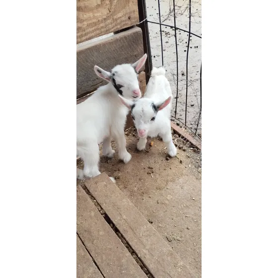Mini Cabra Pigmeu Africana