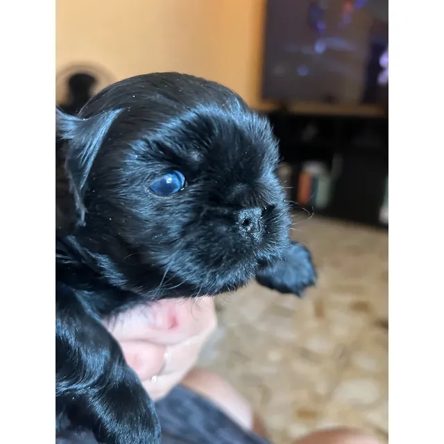 Hermosos Shih Tzu Negros Imperiales