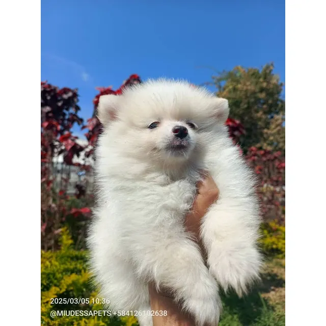 Cachorros Pomerania Cara De Oso Puros Machos Caracas.