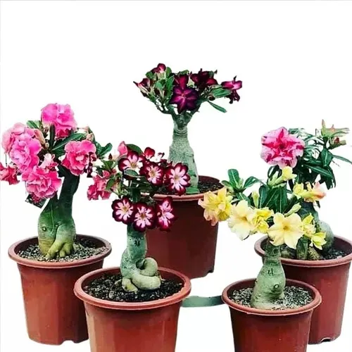 5 Enxertos Rosas Do Deserto Varias Cores Multipetalas Adulta