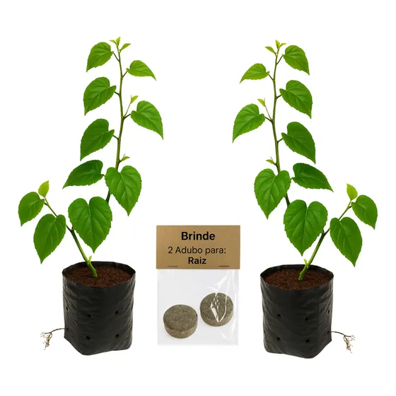 2insulina P Plantar Enraizada - Brotos Viçosos /gratis Adubo