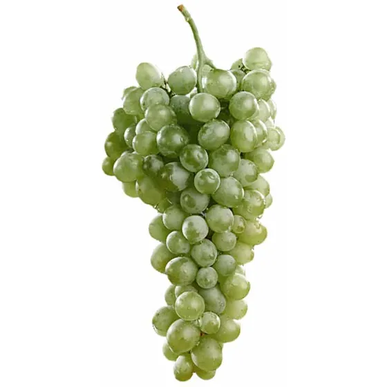 1 Planta Trepadora Uva Blanca Chardonnay, Para Vinos
