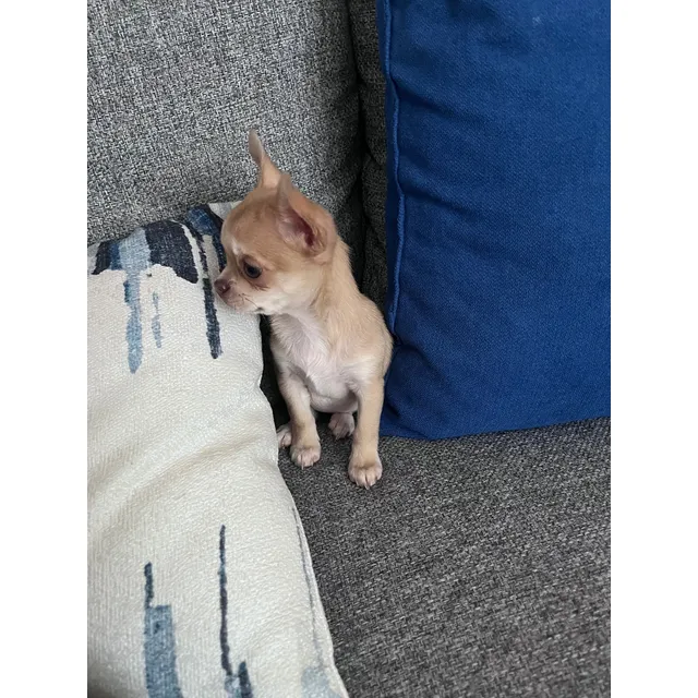 Chihuahua Cabeza De Manzana Mini Hembra