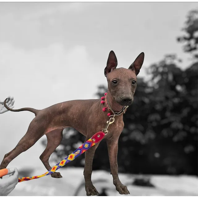 Cachorra Xoloitzcuintle Estándar
