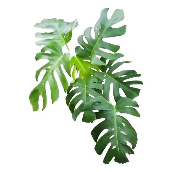 Monstera Deliciosa