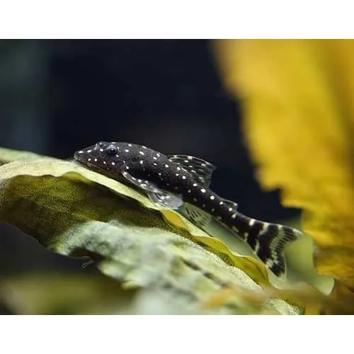 Peixe Limpa Vidro Paratocinclus Haroldoi (lote C 3 Unidades)