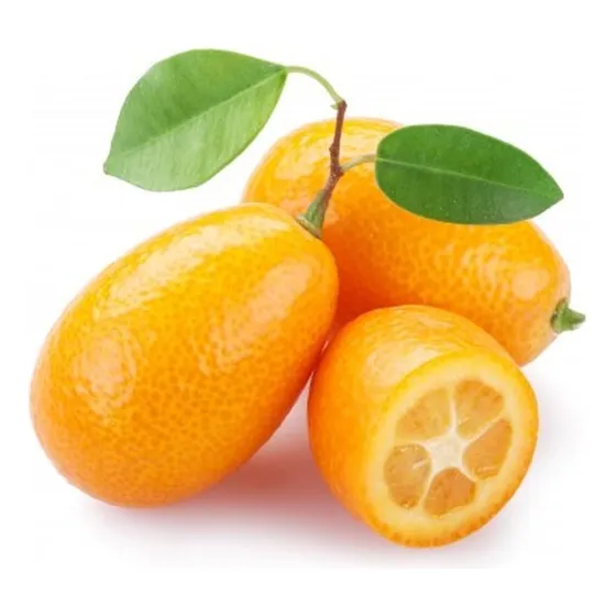 Planta Árbol Frutal Quinoto