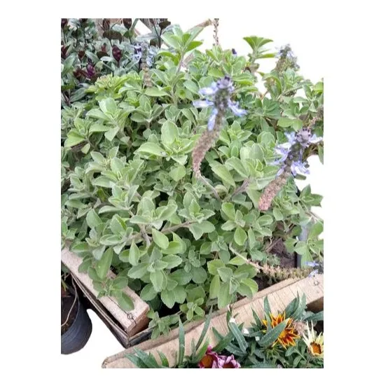 Promo Cajon 15 Boldo Paraguayo - Plectranthus Neochilus M12