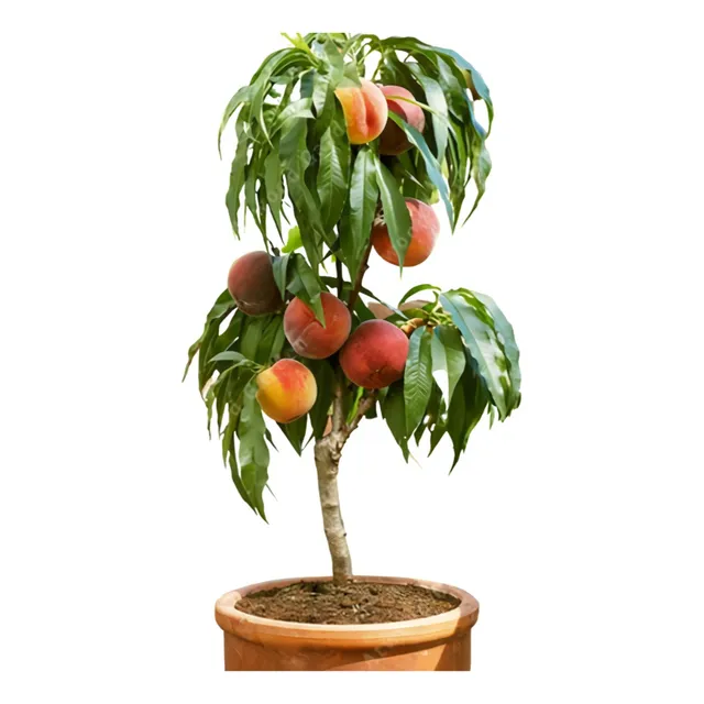 Planta  Arbol De Durazno Platano