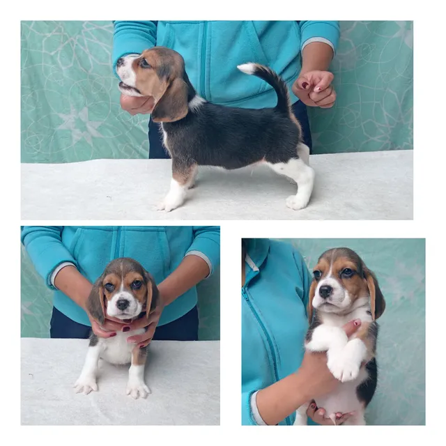 Hermosos Machos Beagle Sin Pedigree