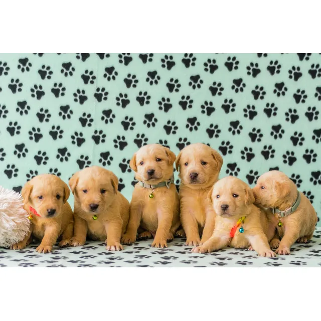 Cachorros Labradores Hembras. Beige