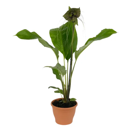 Tacca Chantrieri - Orquídea Negra - Flor Murcielago