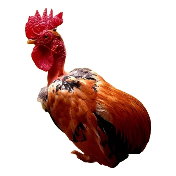 Ovos De Garnisé Suro Pescoço Pelado Modelado 12un