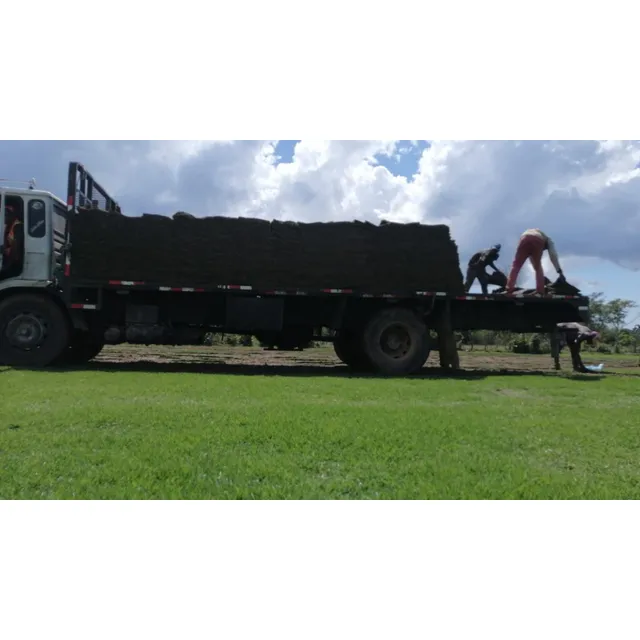 Gramas Dominicanas