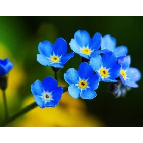 50 Semillas Flores Exótica Miosotis Azul De Los Alpes