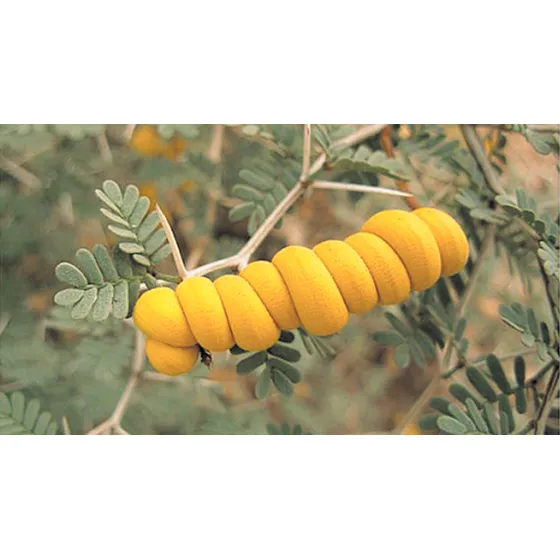 Semillas De Planta Nativa Retortuño X 10 Unid. 
