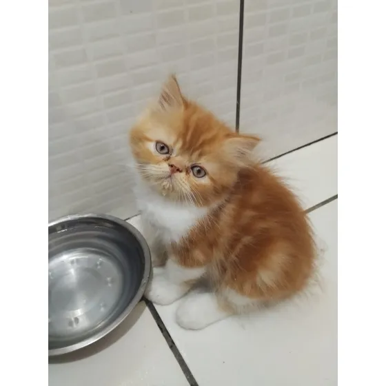 Gato Persa Macho - Pelagem Linda E Macia